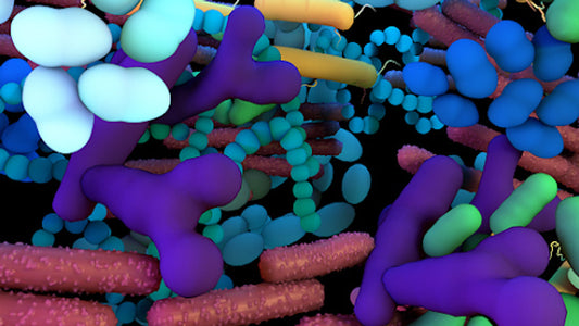 Gut Metabolites Demystified: What They Are and Why They Matter